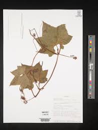 Image result for Peponium vogelii