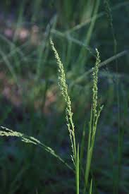 Image result for Aristida stipitata