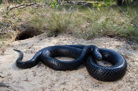 The Eastern Indigo Snake Snake Indigo Animals