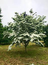Ginkgo biloba 'autumn gold' autumn gold. Venus Dogwood For Sale Online The Tree Center
