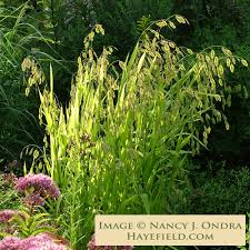 Image result for Chassalia parvifolia