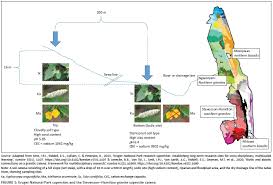 Image result for Kyphocarpa angustifolia