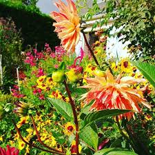 Un Rayon De Soleil Entre Deux Averses Plants Instagram Dahlia