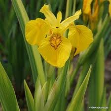 Image result for Iris pseudacorus