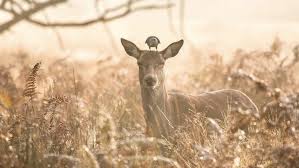 Richmond park ⭐ , united kingdom, london, richmond park: Richmond Park 9 Things To Know Before Visiting Secret London