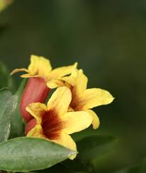 Beautiful cinnyris jugularis bird fly to tropical yellow flowers with green leaves wall backgrounds,cat's claw, catclaw vine, cat's claw creeper plants. Trumpet Vine Cultivars What Are Some Different Types Of Trumpet Vines