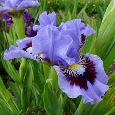 We did not find results for: Oh Canada Bearded Iris Plants For Sale Free Shipping