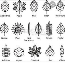 We did not find results for: Draw Different Types Of Flowers With Leaf With Name Please Help Me Brainly In