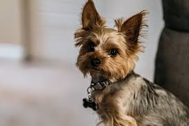 Quanto Custa Um Yorkshire Terrier Veja Todos Os Custos The Dog Parent