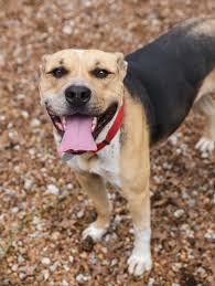 Nuvet plus is america's premier pet immune system support supplement incorporating a precise formula of puppy placement center. Animals That Need Homes In Chattanooga Tn Noogatoday