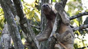 What About The Animals Caught In The Amazon Rainforest Fires Bbc News