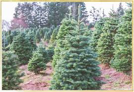Douglas fir, which has sometimes been called the douglas tree, oregon pine, and douglas spruce, is not actually a true fir, a pine, or a spruce. 17 Types Of Christmas Trees To Deck The Halls Ftd Com