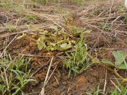 Image result for Pseudovigna