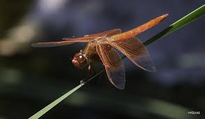 Flame Skimmer Dragonfly Dragonfly California Colors Flower Fairies