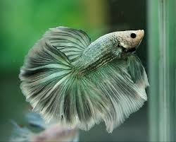 For most breeders, aquabid is the source for breeding stock. The Aquabid Thread Page 207 Betta Fish Tank Betta Fish Betta