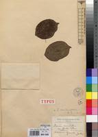 Image result for Dioscorea minutiflora