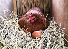 Check spelling or type a new query. 4 Risiko Ternak Ayam Petelur Yang Patut Diwaspadai