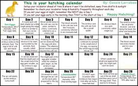 Duck Hatching Calander Duck Eggs Hatching Chickens