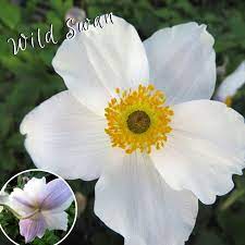 Anemone Wild Swan Buy Windflower Perennials Online Perennials Anemone Wild