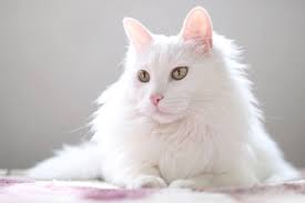 Super cute, and more than a few bad hair days. 22 White Cat Breeds Complete List With Info Pictures Pet Keen