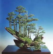 Bonsaischalen Info Kunst Und Kimura Phong Cảnh Cay Kiểng Bonsai Rừng