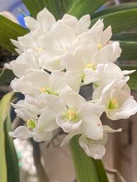 Image result for Mystacidium tanganyikense