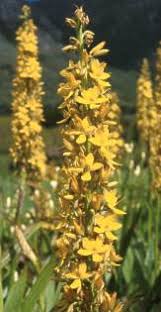 Image result for Wachendorfia