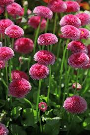 Image result for Bellis