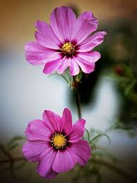 Whether you are picking out a flower bouquet for a weddin. The Cosmo Flower Is Mostly Thought To Be The Symbol Of Order Peace And Modesty When Given As A Gift To A R Cosmos Flowers Flower Meanings Flowers Photography