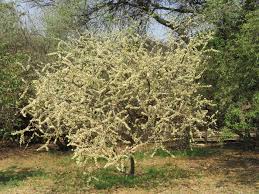 Image result for Acacia mellifera