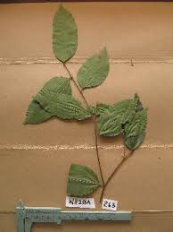 Image result for Chrysophyllum welwitschii