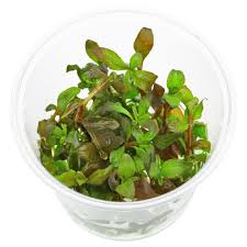 Image result for Floscopa glomerata