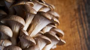 In indien grasiert der «schwarze pilz», eine sehr gefährliche krankheit, an der mehr als 50 prozent der patienten sterben. Pilze Deutschland Mein Garten