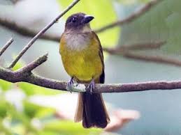 Image result for Tarenna leonardii