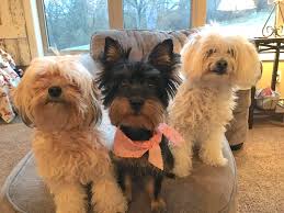 Maybe your neighbors are having their house repainted or you just had a baby. How To Potty Train A Silkie Terrier Puppy Dog Gone Problems
