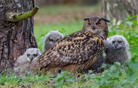 Image result for Bubo