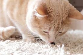 We did not find results for: What Insects Bugs Are Poisonous To Cats Fluffy Kitty