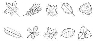 Hojas De Arbol Para Colorear