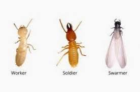 Hot springs ar termite and pest control services. American Termite Pest Control Rodents Hot Springs