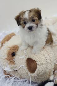 Teddy bear bichon shih tzu puppies. Bichon Shih Tzu Puppy Shichon Zuchon Www Babybarks Ca Shih Tzu Puppy Shih Tzu Teddy Bear Dog