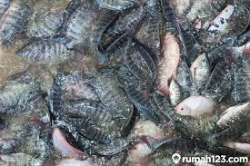 43 Cara Budidaya Ikan Nila Di Kolam Rumah Rumah Minimalis