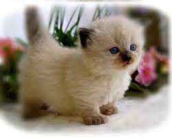 See more ideas about munchkin cat, munchkin, cats. Munchkin Himalayan Birman Munchkincat Munchkin Kitten Kittens Cutest Munchkin Cat