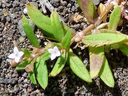 Image result for Oldenlandia affinis