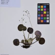 Image result for Galiniera saxifraga