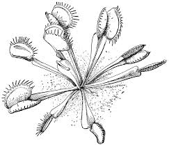 Clipart Etc Venus Fly Trap Trap Art Fly Traps