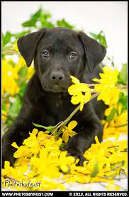 Pin On Spring Pets Original Works