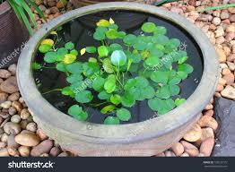 Small Garden Stone Lotus Pond Stock Photo 125572775 Shutterstock Ponds For Small Gardens Small Garden Lotus Pond