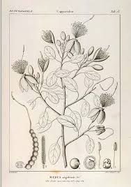 Image result for Maerua