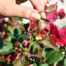 Bougainvillea Care Tips Bgi Premium Plant Foods