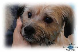 Monroe clover plaza, 2947 monroe avenue, rochester, ny 14618 ( map) phone: Dog Adoption Rochester Ny Area